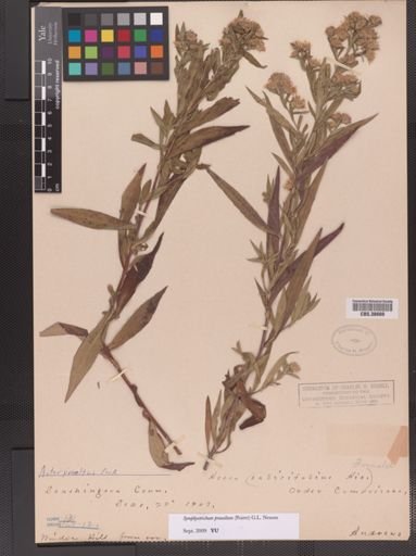 Symphyotrichum praealtum