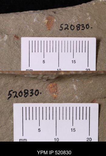 Chelicerata