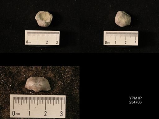 Marginifera splendens