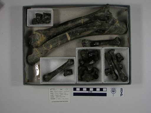 Mesatirhinus petersoni