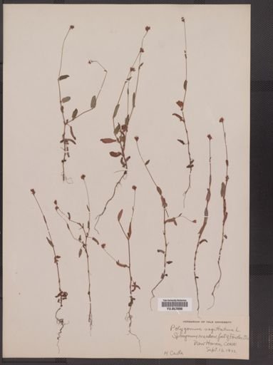 Polygonum sagittatum