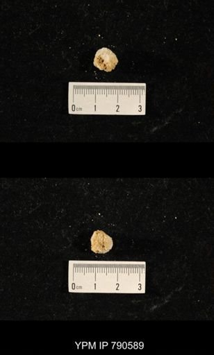 undet. Bryozoa