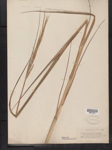 Spartina alterniflora