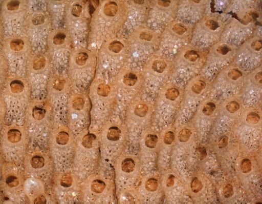 Serripetraliella