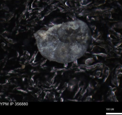undet. Foraminiferida
