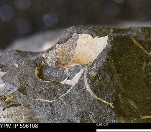 undet. Mollusca