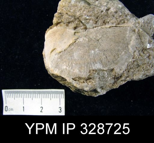 undet. Strophomenida