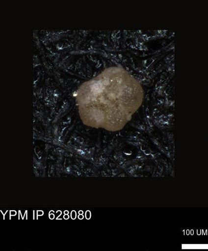 undet. Foraminiferida