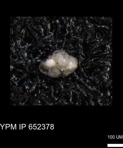 undet. Foraminiferida