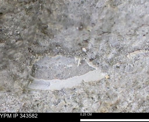 undet. Bivalvia