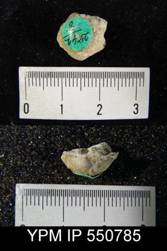 undet. Athyridida
