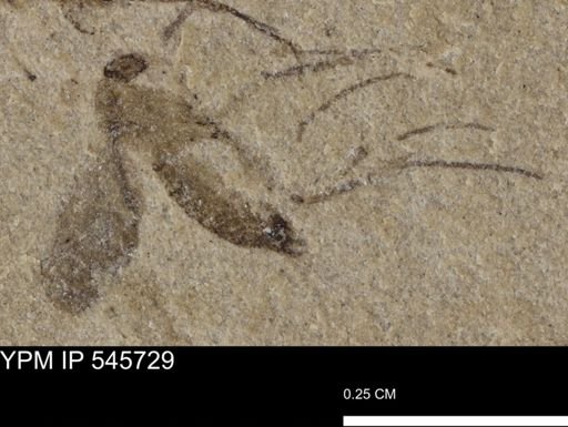undet. Diptera