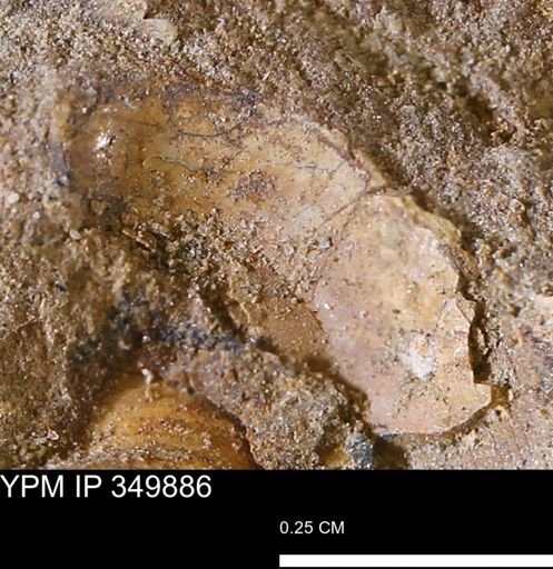 undet. Bivalvia
