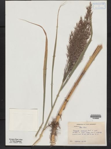 Phragmites communis