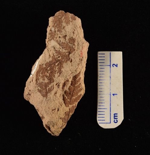 Cladophlebis sp.