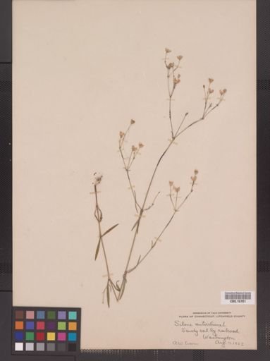 Plantae