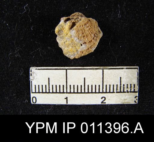 Streptorhynchus lamellatus