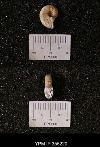 Discoscaphites sp.