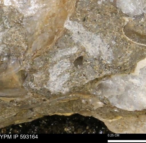undet. Mollusca