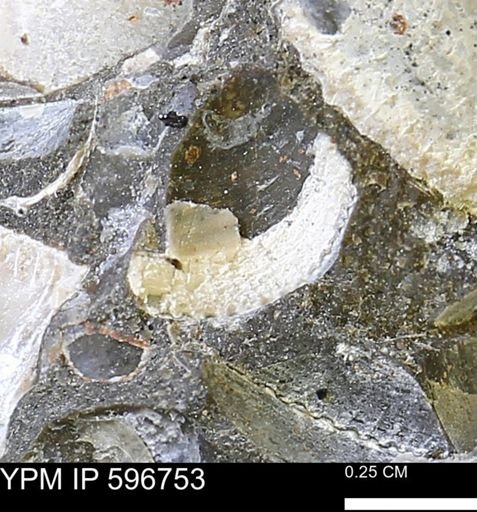 Limopsis? striatopunctatus