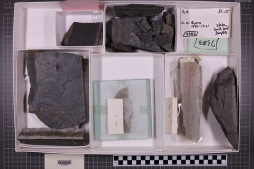 mixed taxa, stratigraphic collection