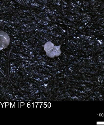 Rugoglobigerinidae?