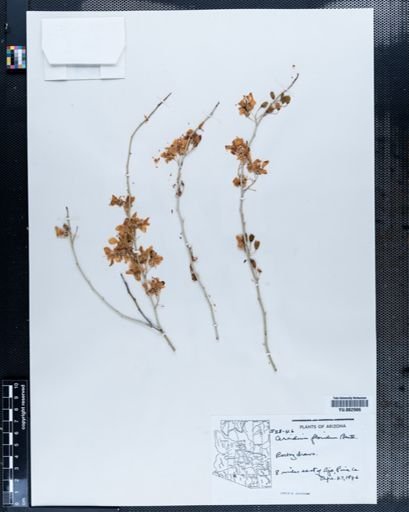 Parkinsonia