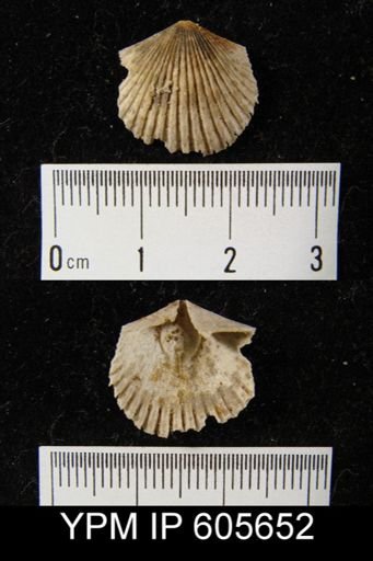 Hesperorthis sp.