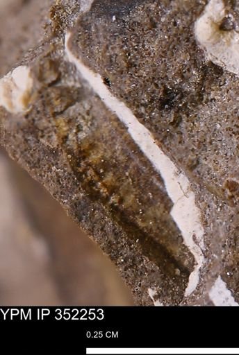 undet. Mollusca