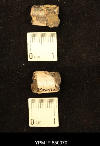 Baculites