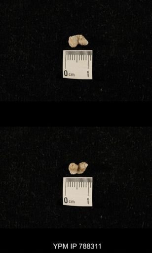 taxon undetermined