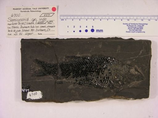 Semionotidae