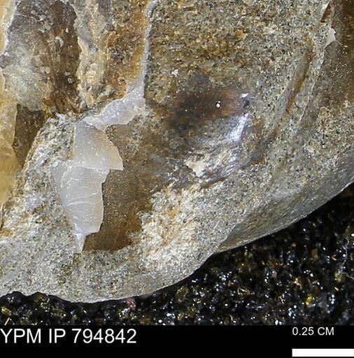 Cymbophora?