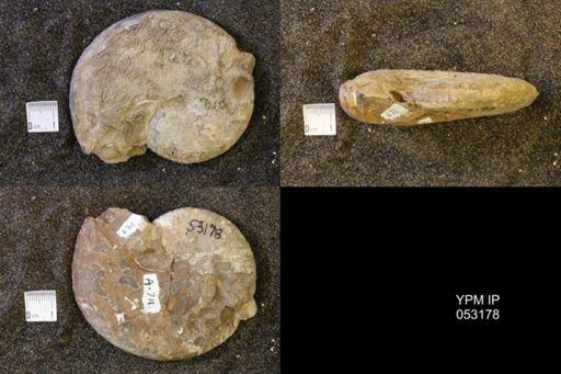 Discoscaphites conradi