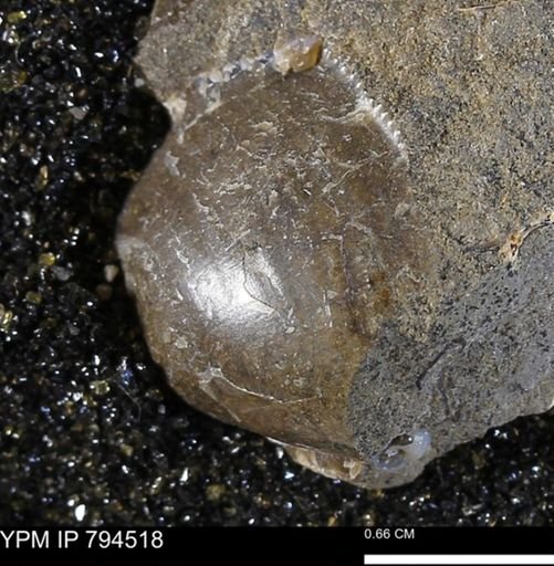undet. Bivalvia