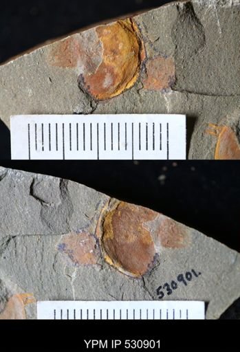Chelicerata