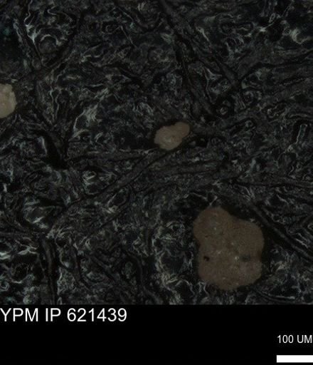 undet. Foraminiferida