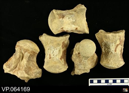 undet. Mosasauridae