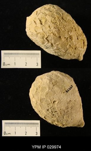 Holocystites sp.