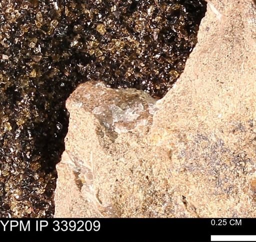 undet. Mollusca