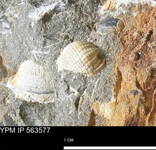 undet. Gastropoda