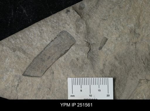 undet. Eurypterida