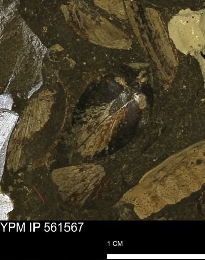 Limopsis striatopunctatus