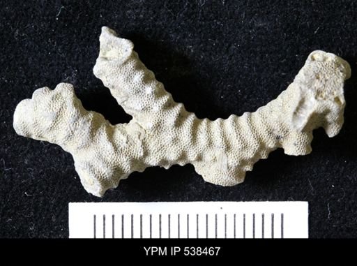 Parvohallopora rugosa