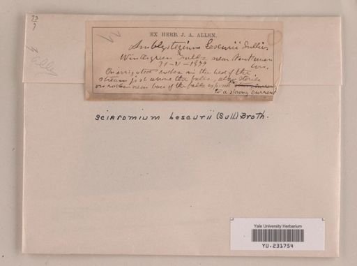 Sciaromium lescurii