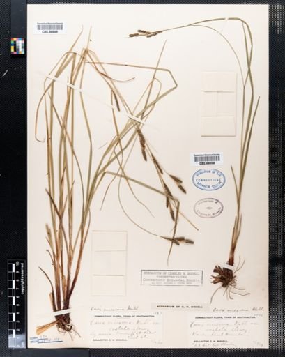 Carex virescens