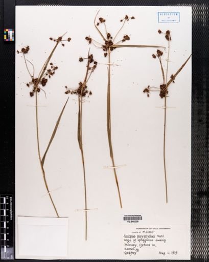Scirpus polyphyllus