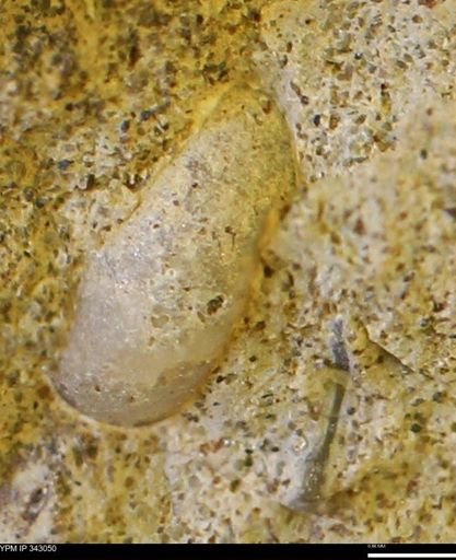 undet. Bivalvia
