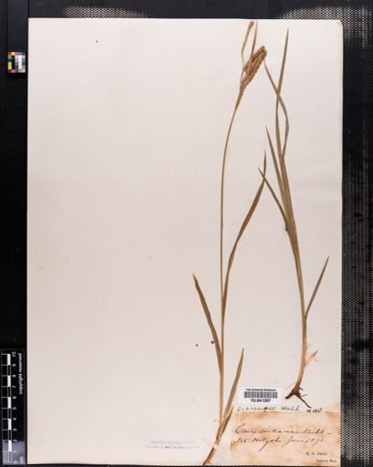 Carex prasina