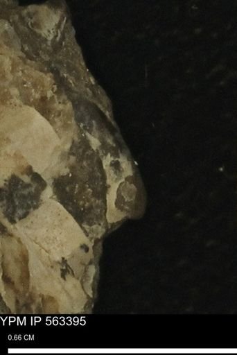 undet. Mollusca